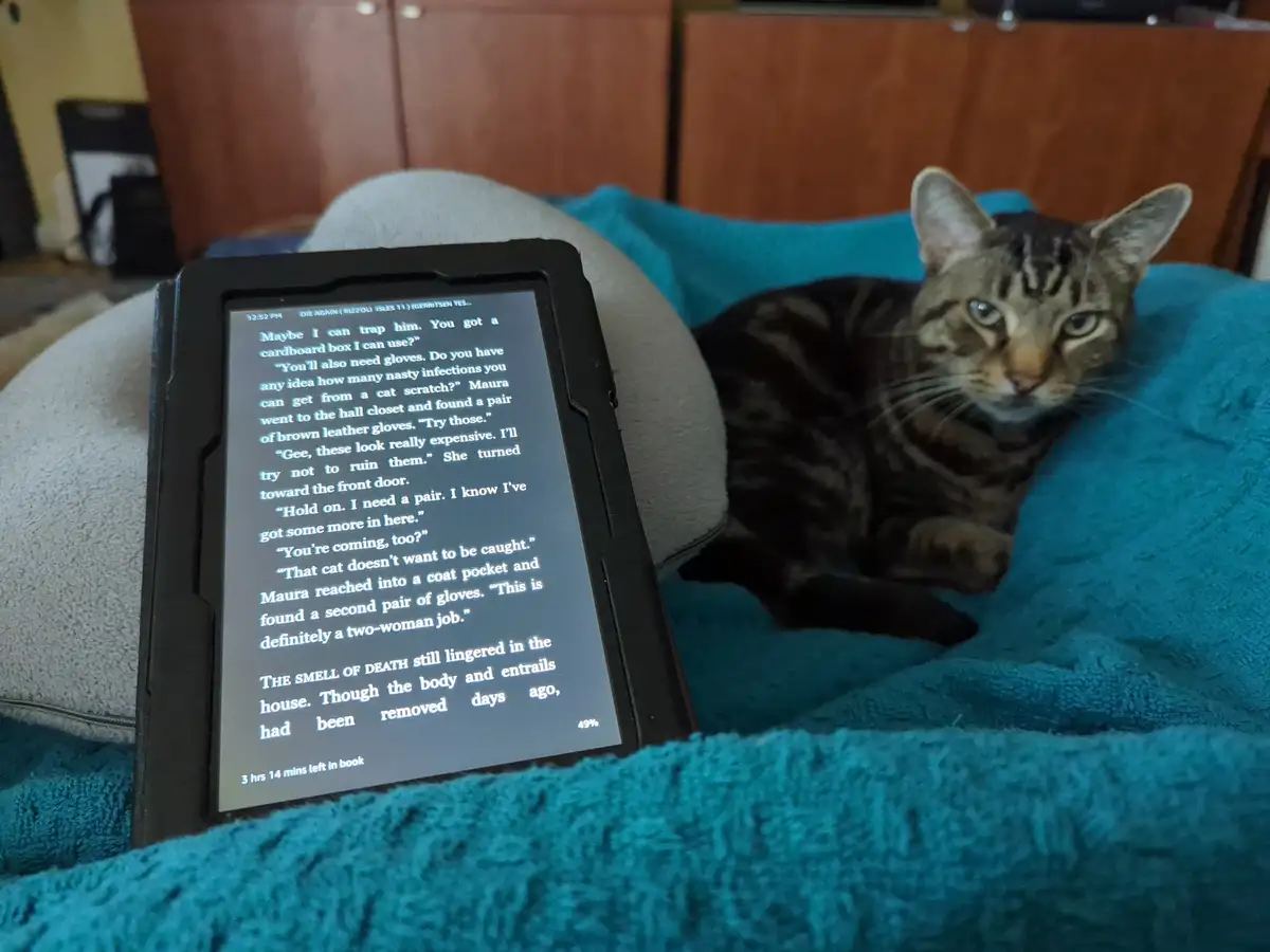 A tabby cat lies on a teal blanket next to a person's lap, looking directly at the camera with a serious expression. The…