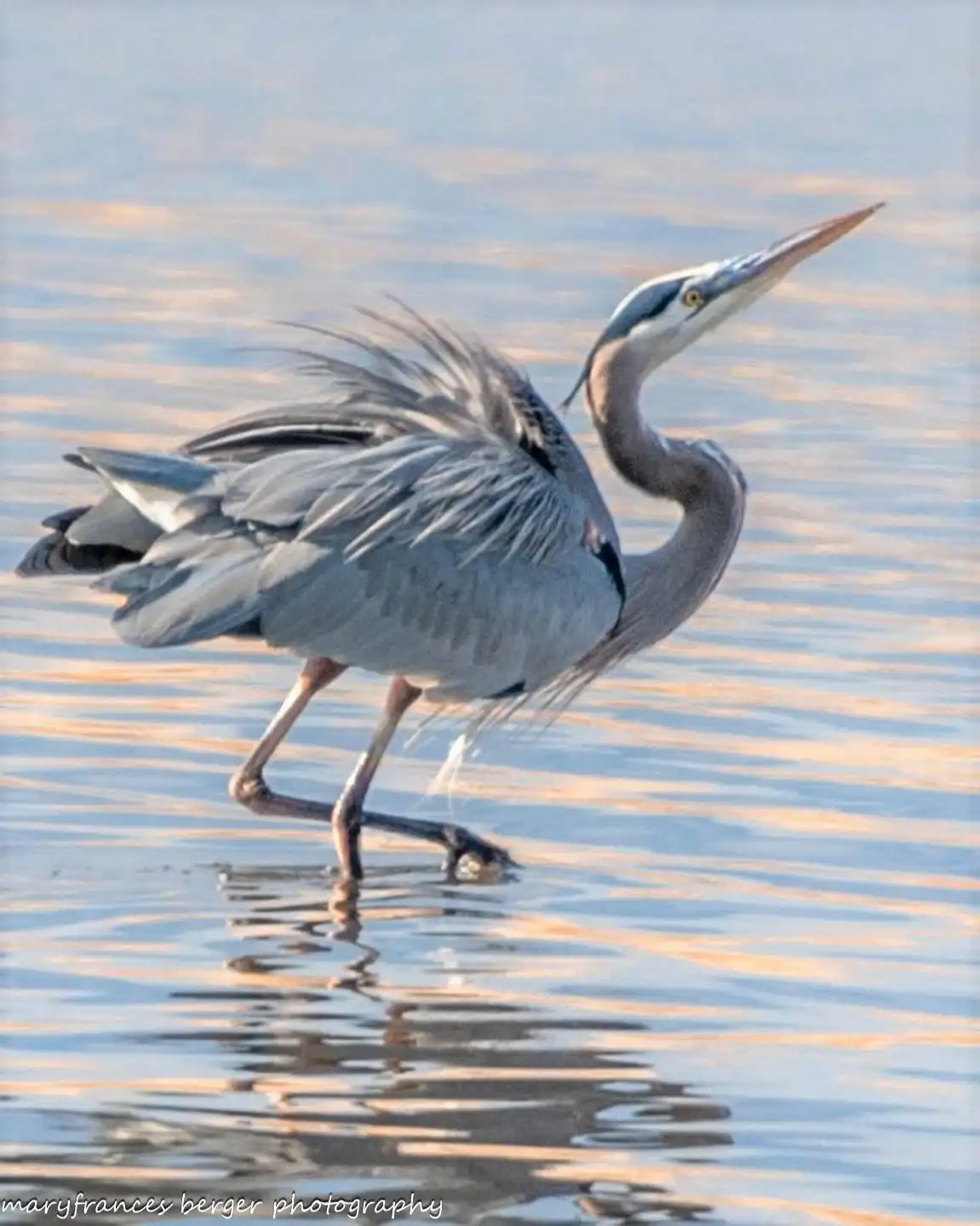 A great blue heron stands in shallow water with its wings partially spread, appearing to be in motion or adjusting its…