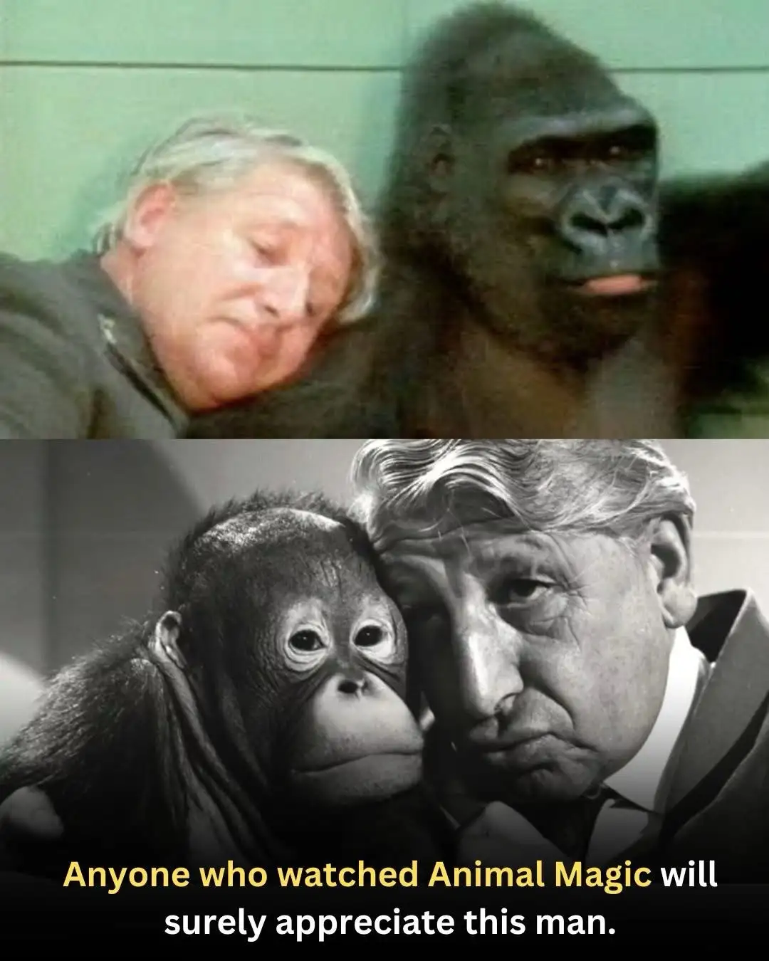 The image is split into two panels. The top panel shows an older man sleeping while a large gorilla sits behind him, looking…