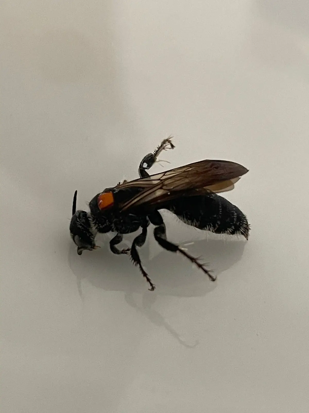 A close-up photo of a black insect with a bright orange thorax and translucent wings, lying on its side on a plain white…