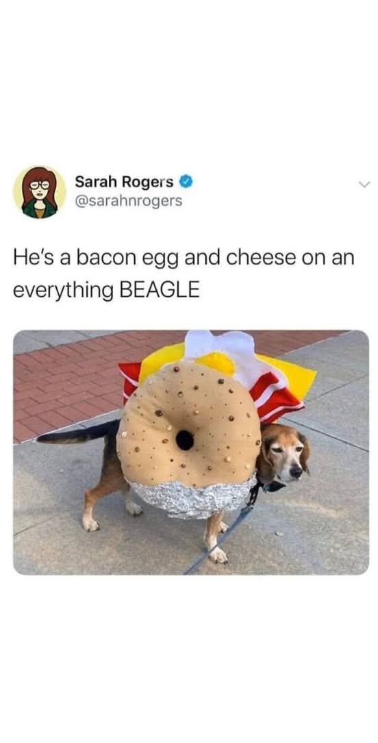 A beagle dog is dressed in a costume resembling a bacon, egg, and cheese sandwich, with a large donut-shaped bun covering…
