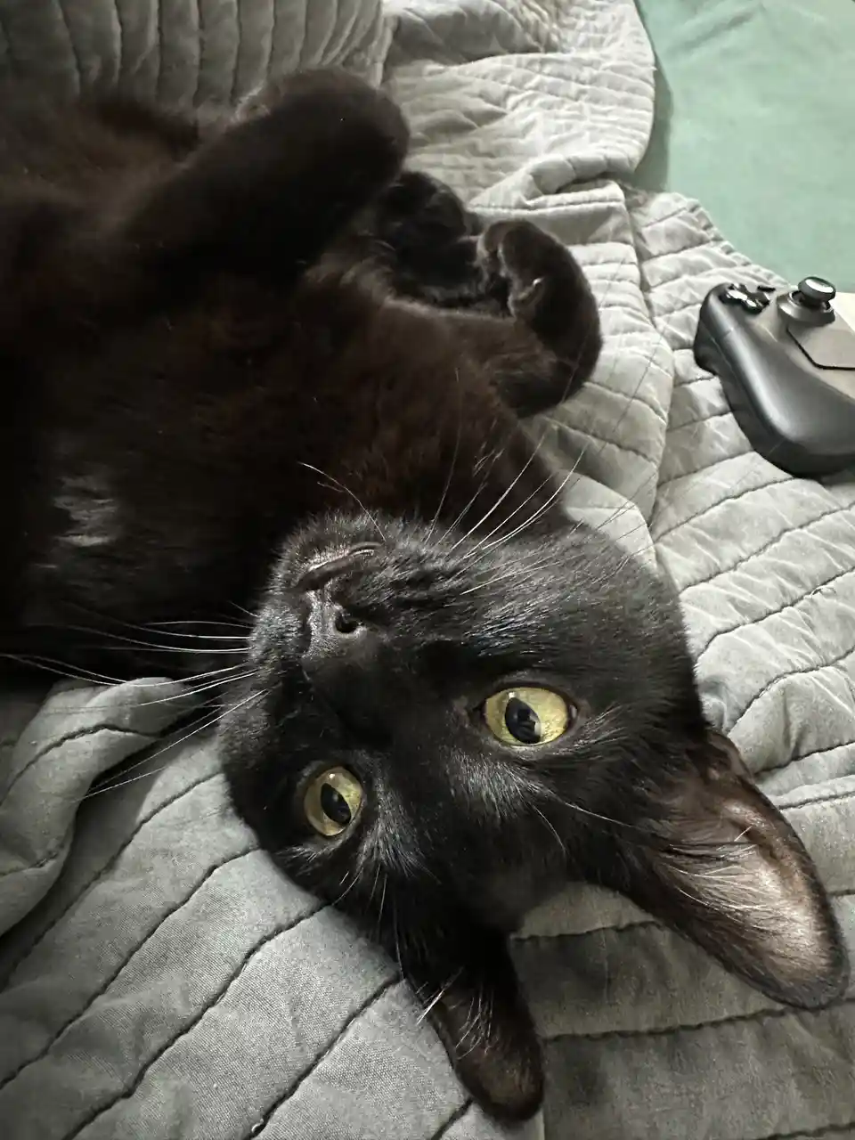 A black cat lies on its back on a gray quilted blanket, looking up with wide, yellow eyes, paws curled near its face. A…