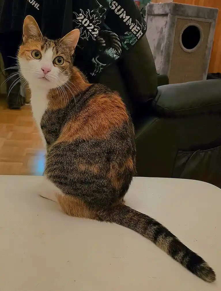 A calico cat with wide, startled eyes sits on a white table, looking directly at the camera. Behind it, a person in a black…