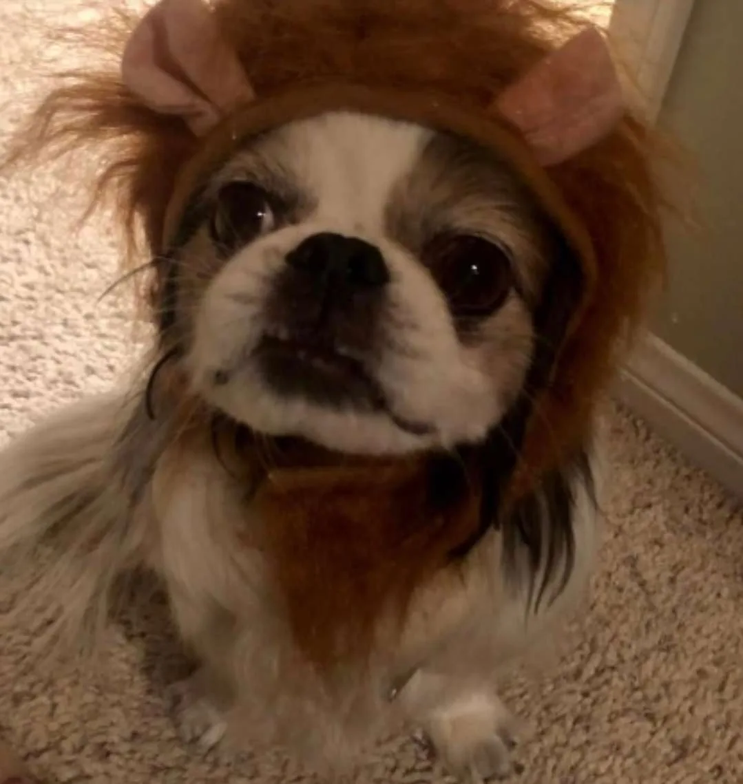 A small, fluffy dog with a white and gray coat is wearing a brown lion costume with a mane and ears, sitting on a carpeted…