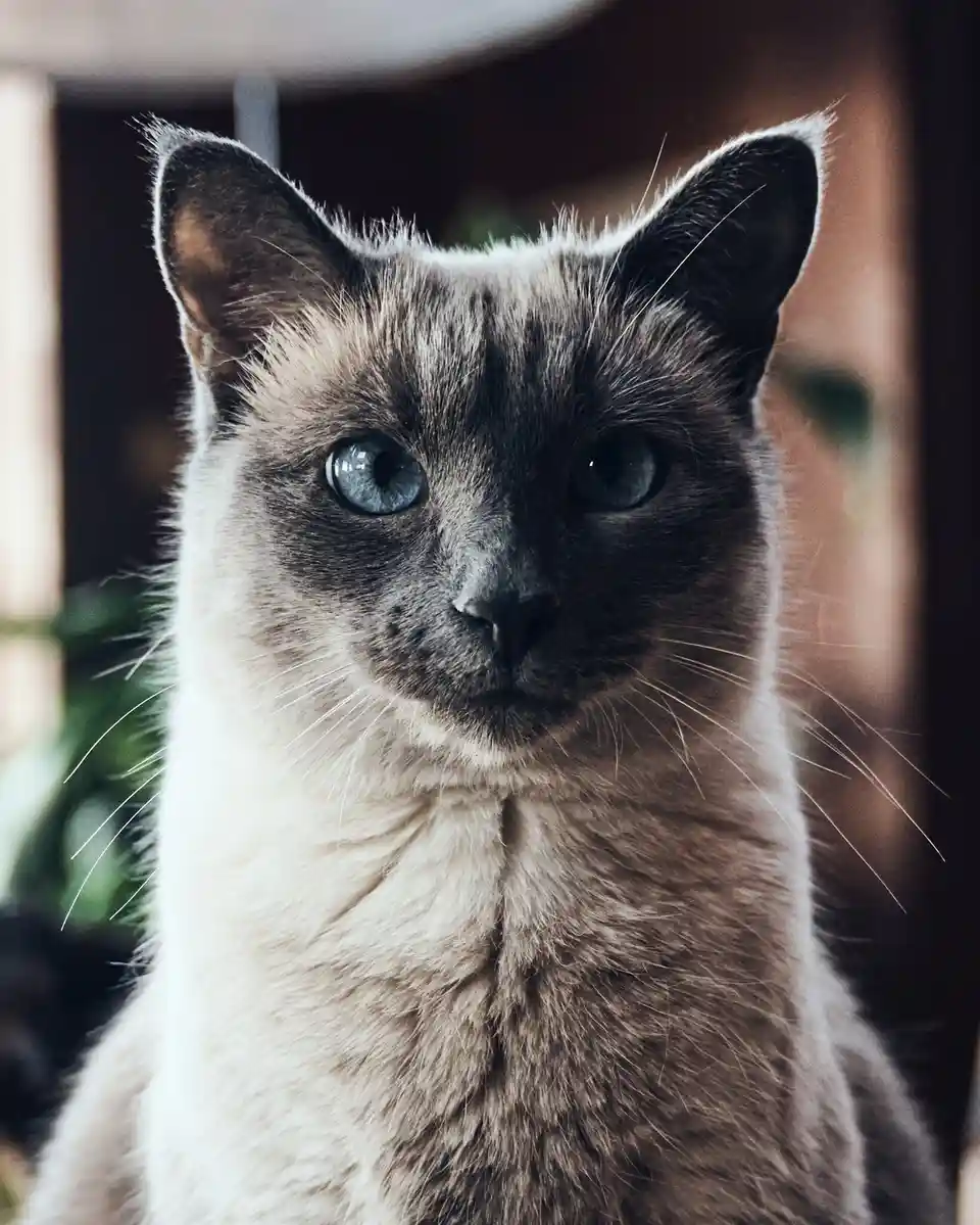 A close-up photo of a Siamese cat with striking blue eyes and dark facial markings, looking directly at the camera with a…