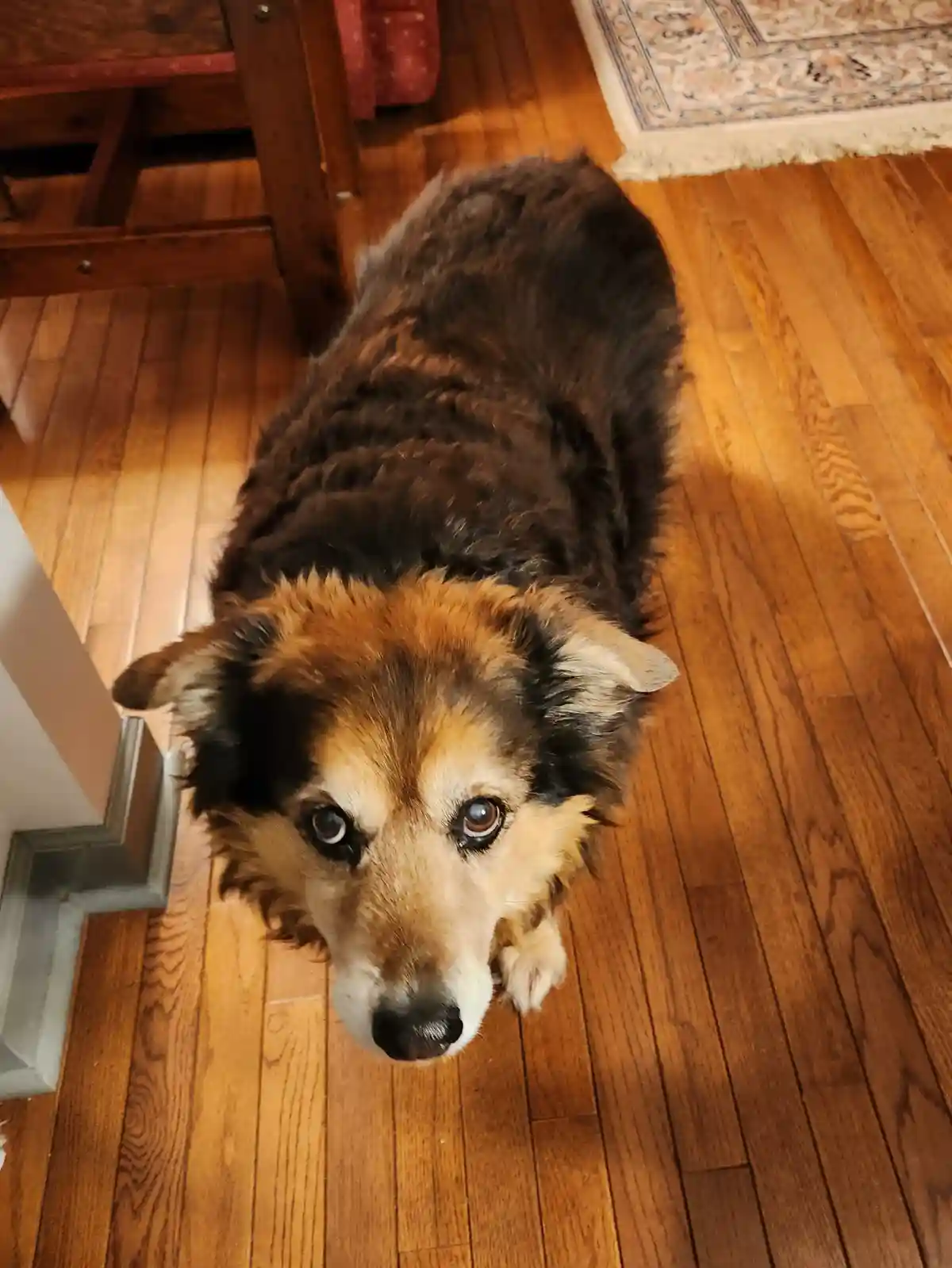 Peanut the Dog's Daily Chronicles - Day 1612