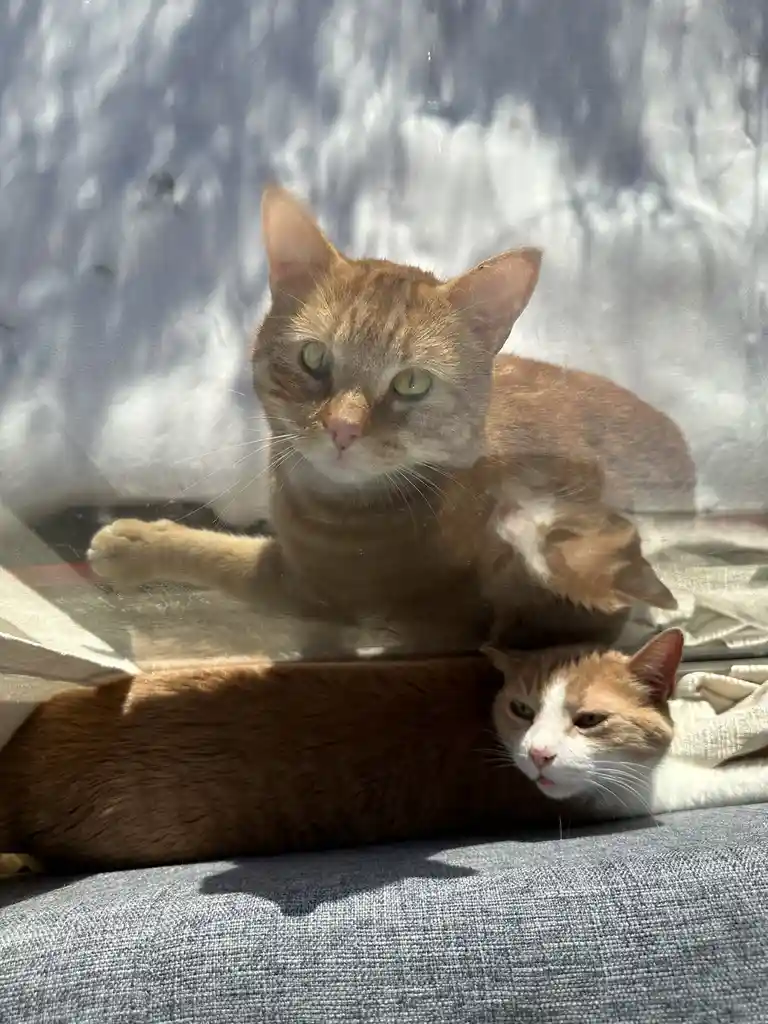 A ginger cat lounges on a blue fabric surface, looking directly at the camera with a relaxed expression. Its reflection is…