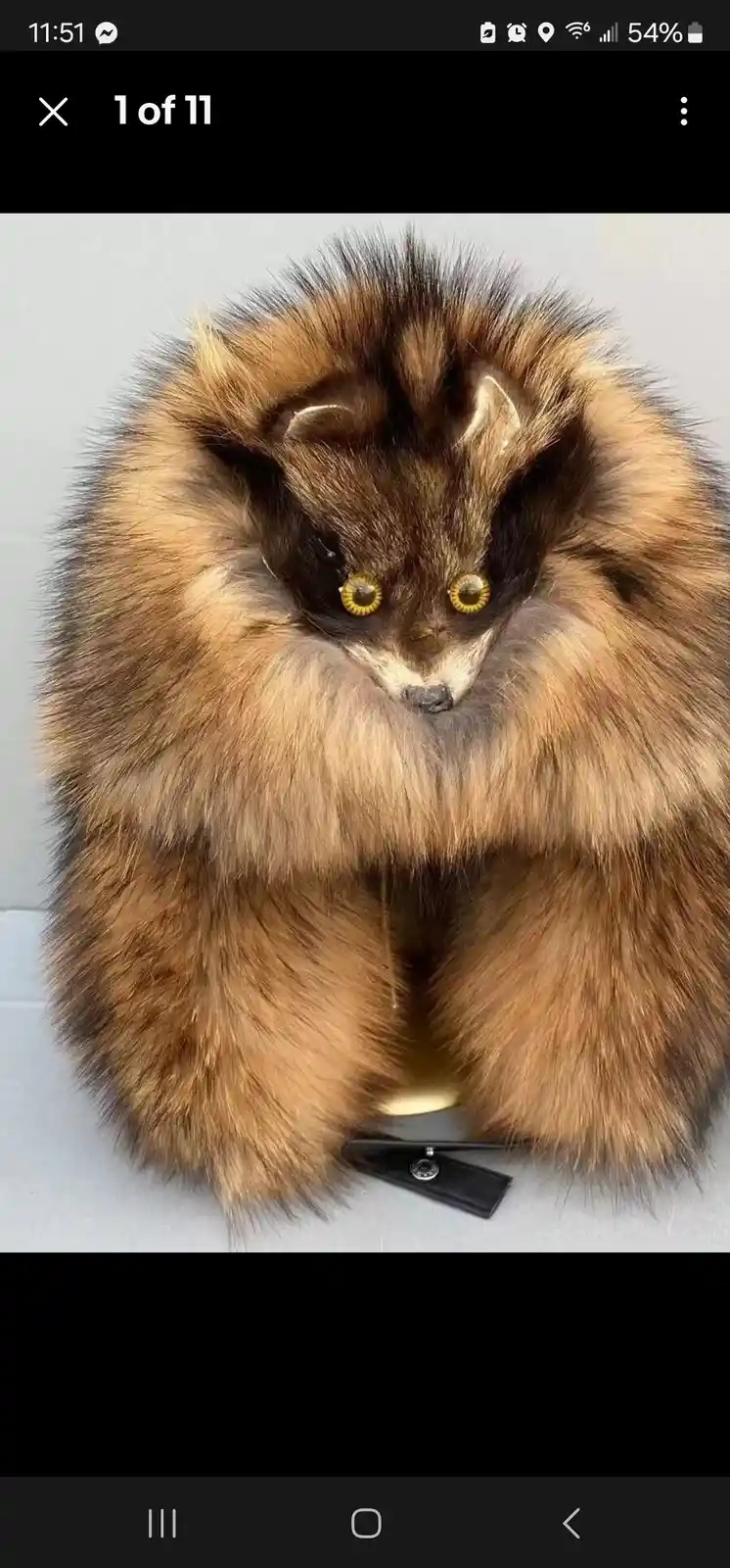 A close-up image shows a fluffy, brown and black raccoon-like animal with large, golden eyes, sitting upright and looking…