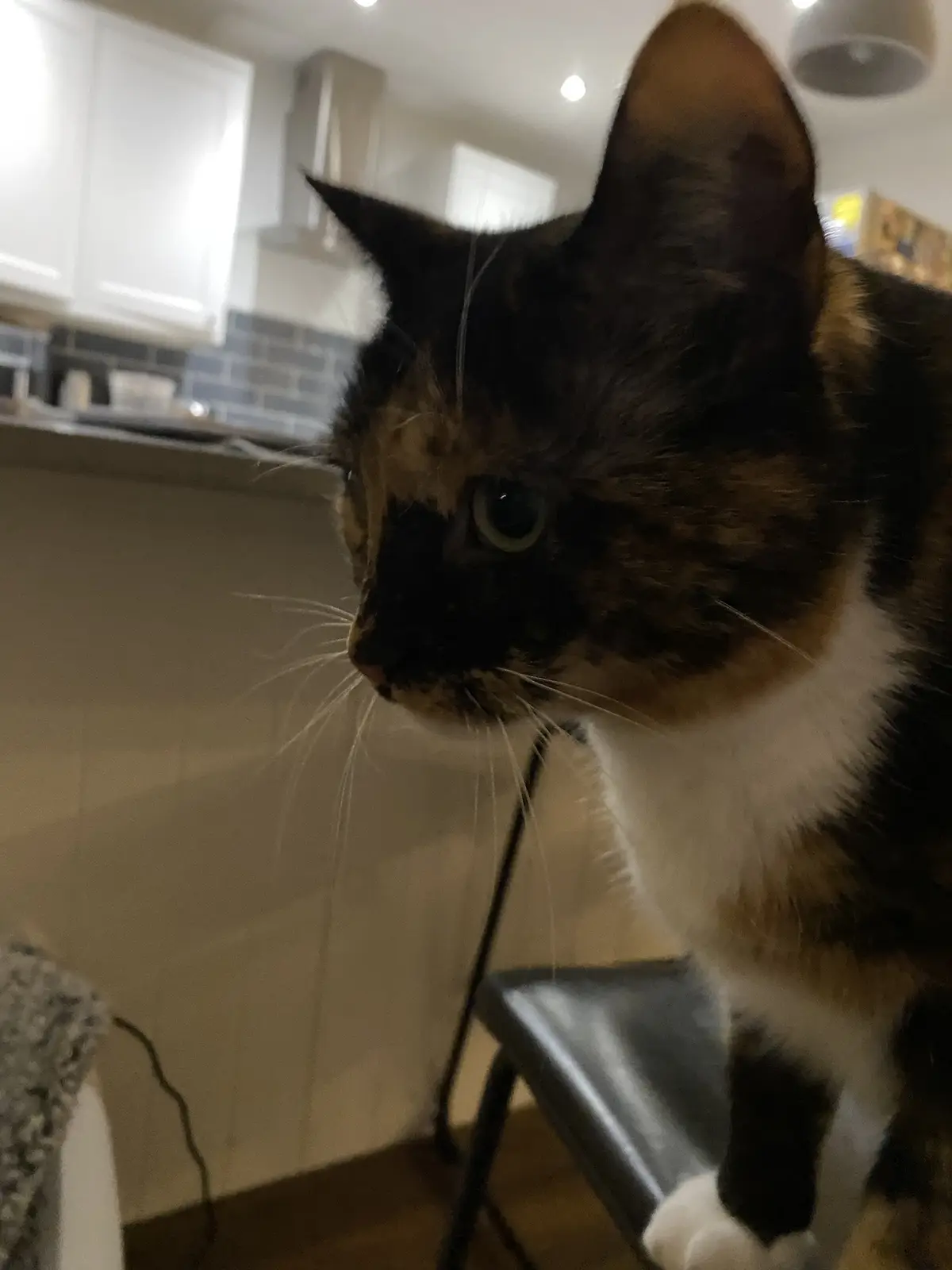 A close-up photo of a calico cat with black, orange, and white fur sitting on a black stool in a kitchen, looking off to the…