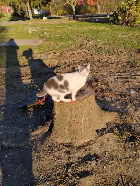 Our adorable Neko enjoying a leisurely stroll