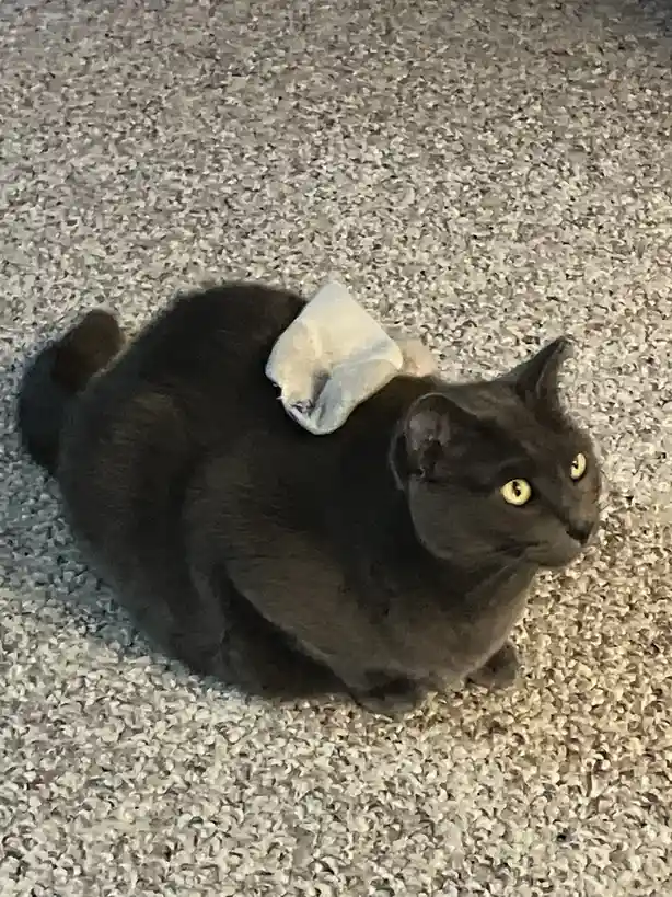 A dark gray cat sits on a speckled gray carpet, looking slightly to the side with wide yellow eyes, while a crumpled white…