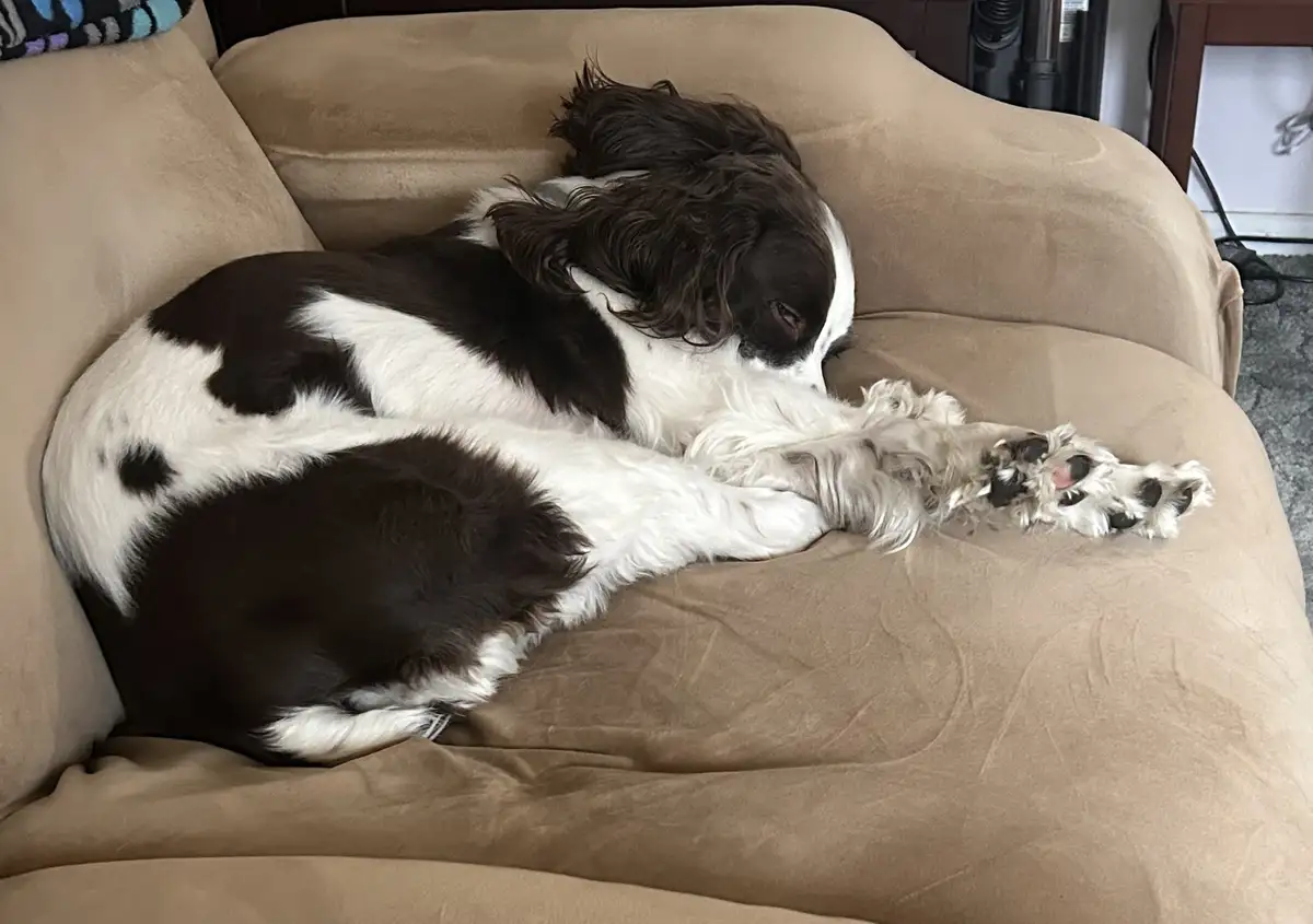 A brown and white dog is curled up asleep on a tan couch, with its front paws tucked under its chin and one paw extended…