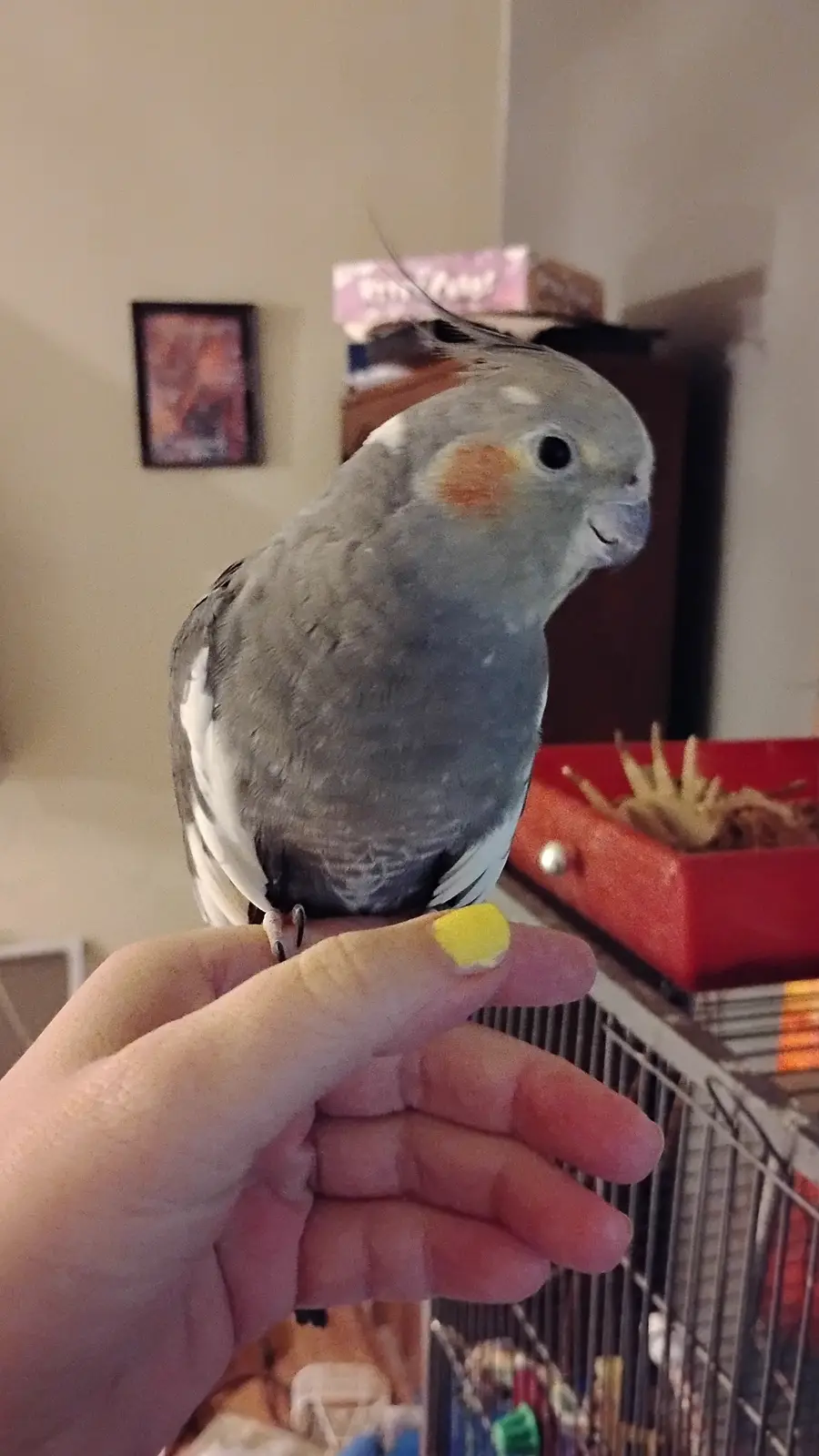 A grey cockatiel with orange cheek patches perches calmly on a person's finger, which has yellow nail polish. The bird looks…