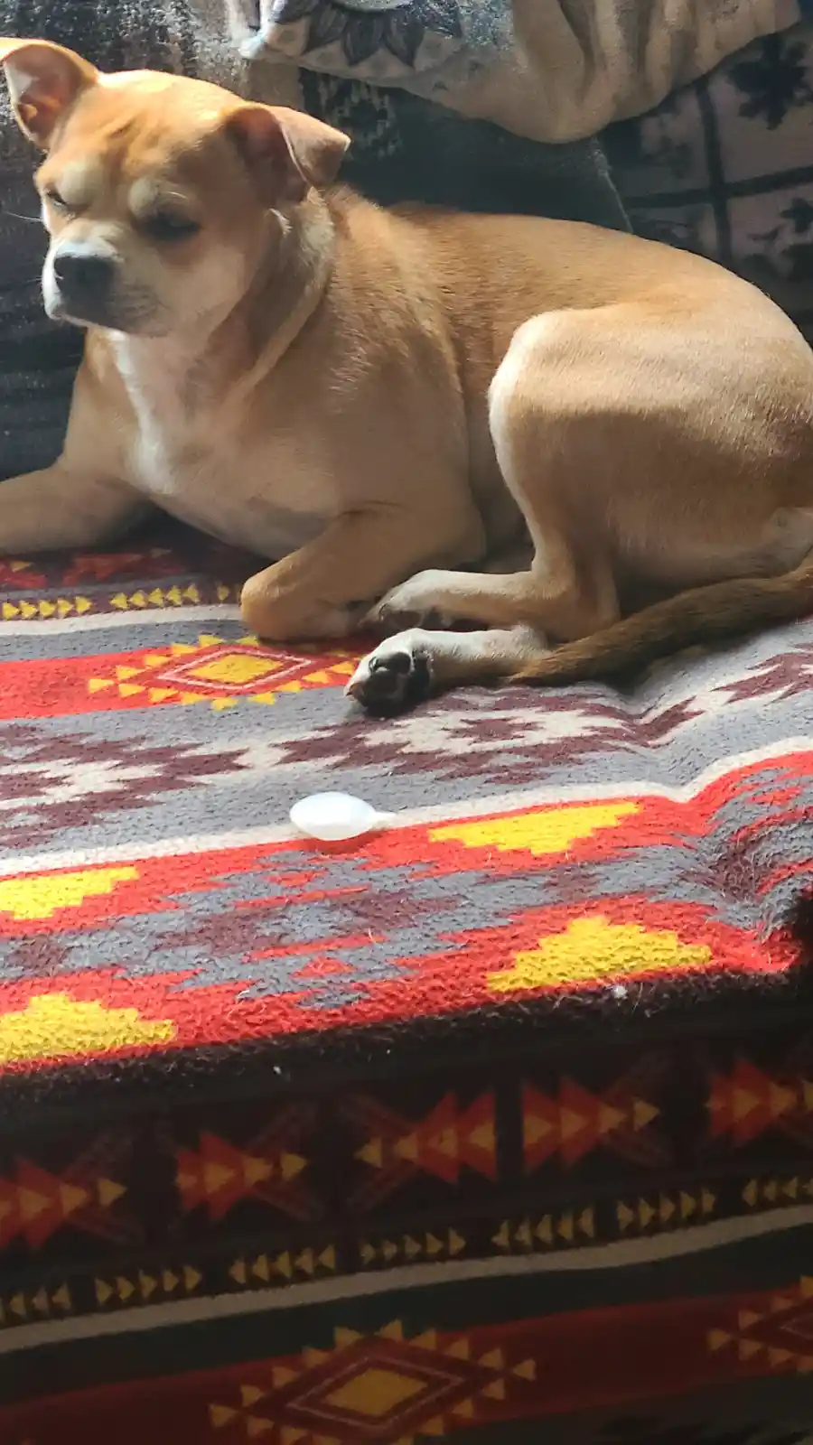 A tan dog with a white chest and paws lies on a colorful patterned blanket, looking away with a bored expression. In front…