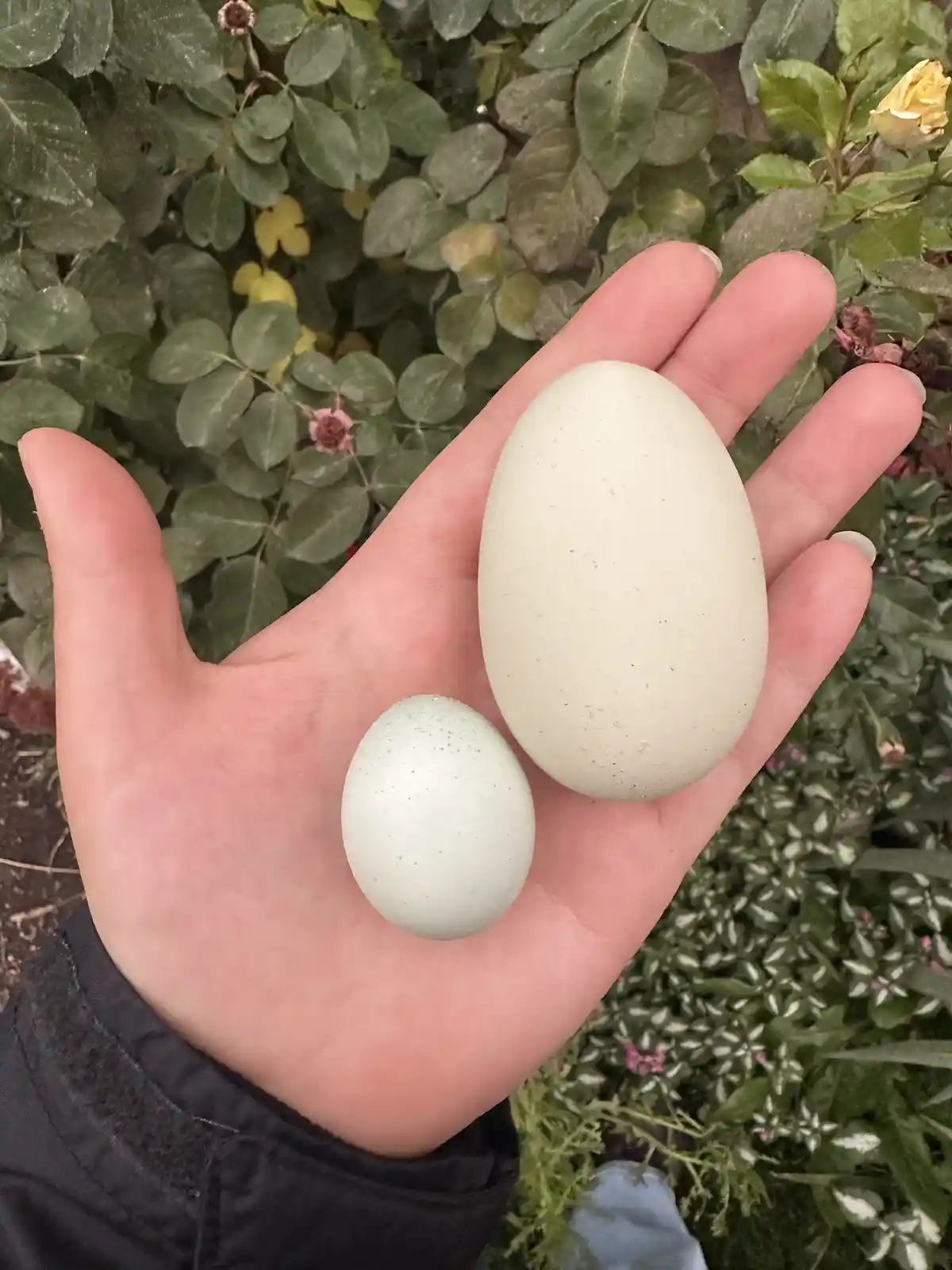 Check Out the Size Difference: Yesterday's Egg vs. Today's from the Same Hen!