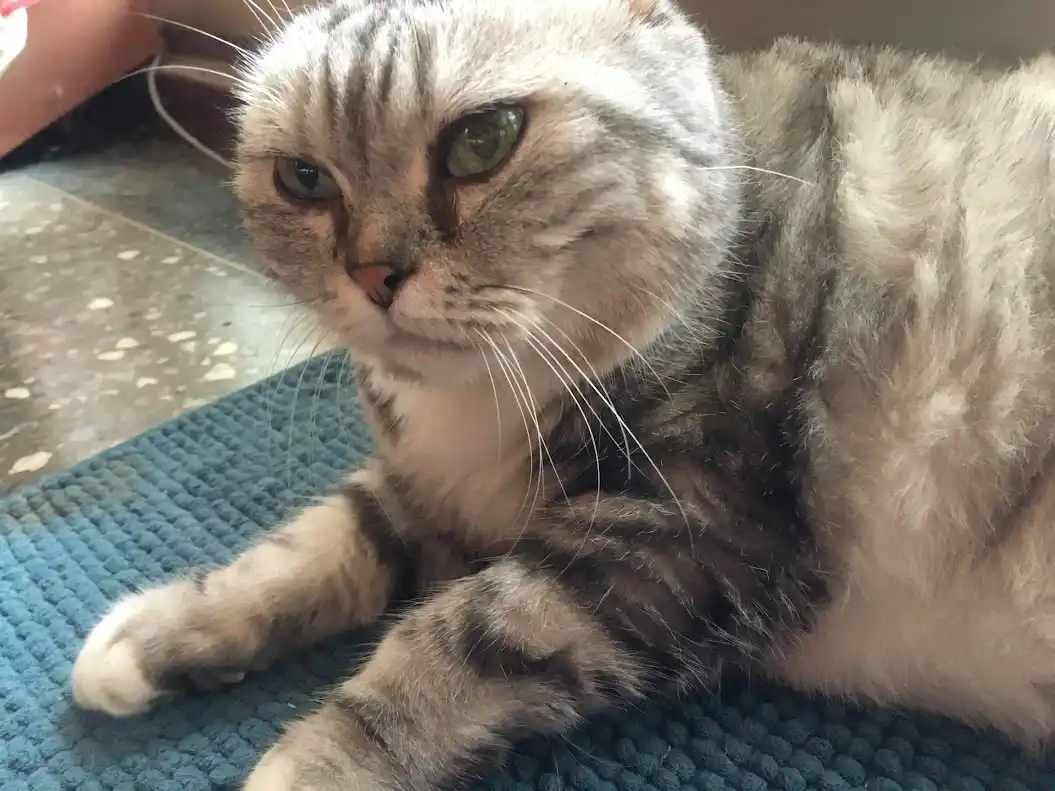 A gray tabby cat with green eyes lies on a blue textured rug, looking directly at the camera with a bored, unimpressed…