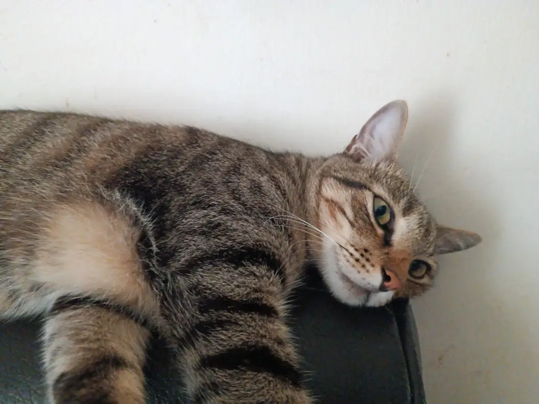 A tabby cat with green eyes lies on a dark surface against a plain white wall, looking up with a relaxed, slightly smug…