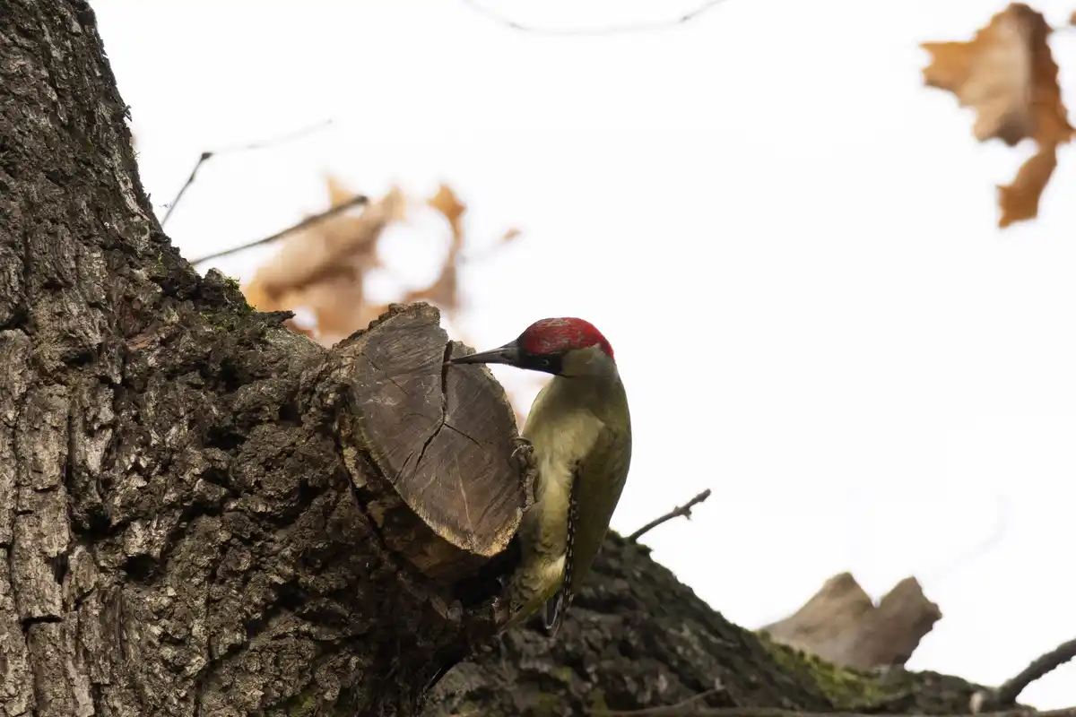 A green woodpecker with a red crown is perched on a tree stump, pecking at the wood. The bird has greenish-grey feathers and…