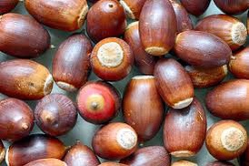A close-up photo of many brown acorns scattered together, some showing their pale, circular bases. Overlaid text reads: 'i'm…