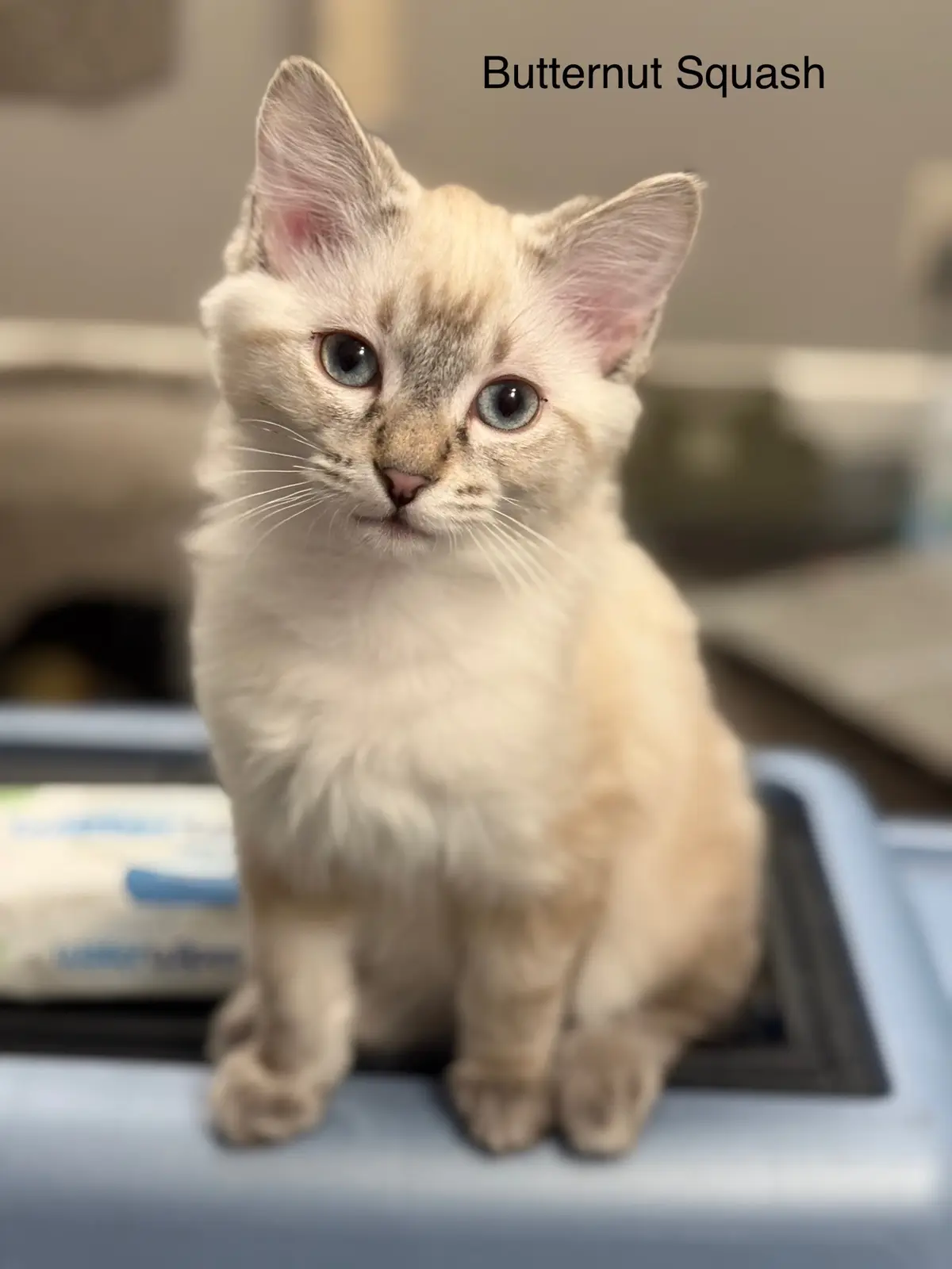 A close-up photo of a fluffy, light-colored kitten with blue eyes sitting upright on a light blue surface, possibly a litter…