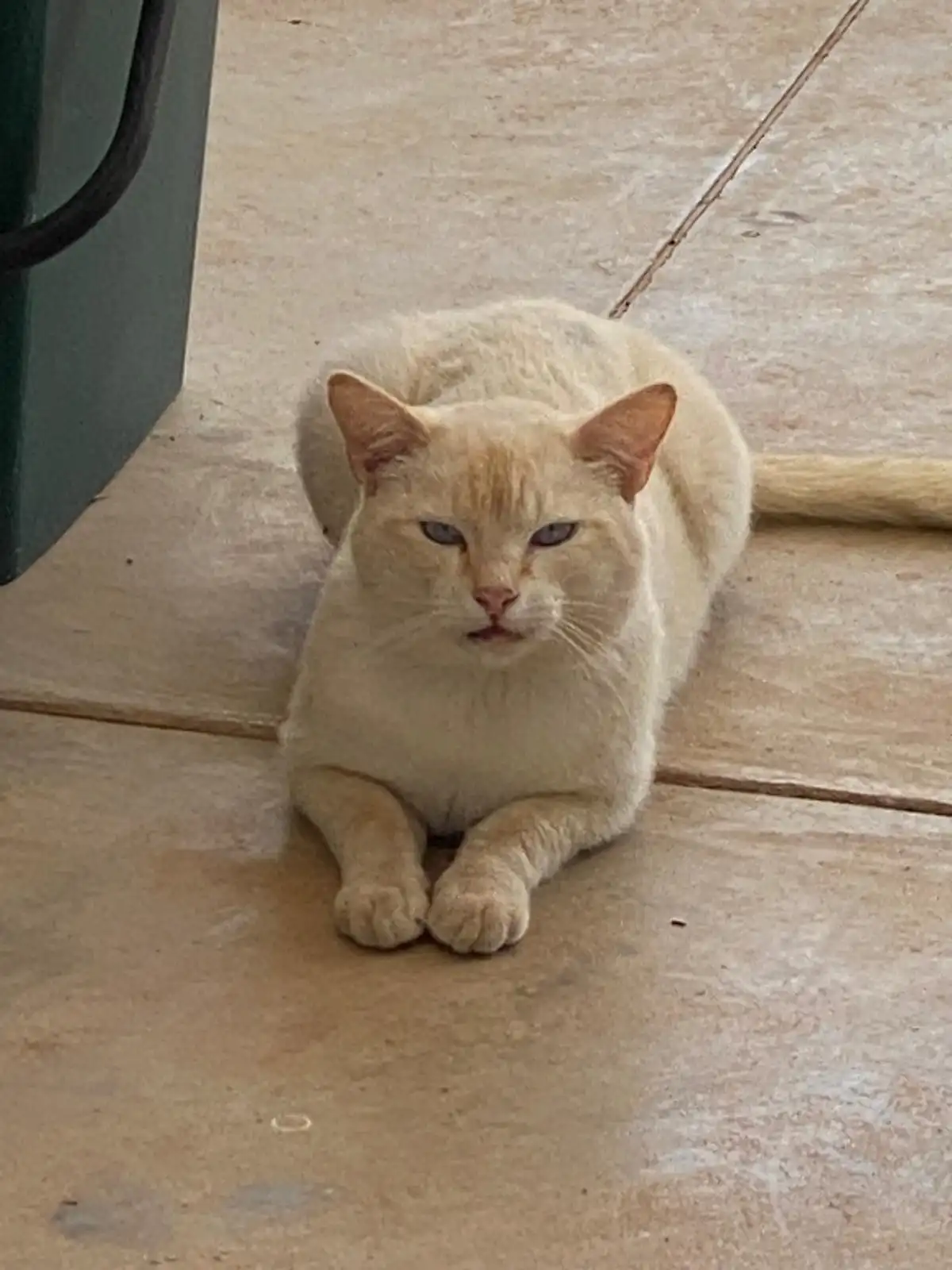 A light cream-colored cat with blue eyes is lying on a tiled floor, looking directly at the camera with a displeased…