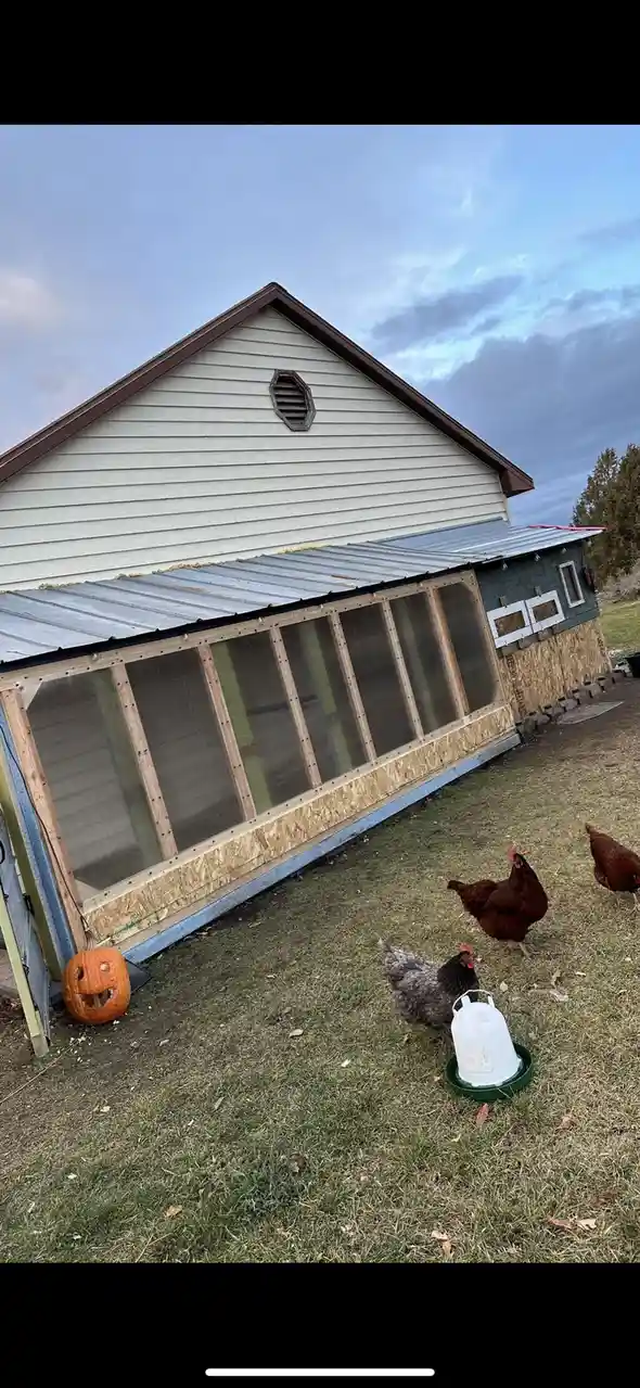 An outdoor photo shows a rustic chicken coop with a metal roof and wooden frame, partially covered in mesh. Three chickens…