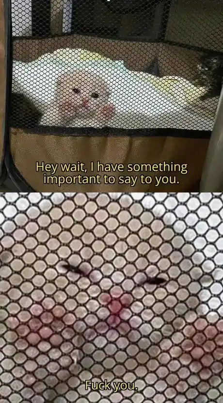 A two-panel meme showing a small kitten inside a mesh playpen. In the top panel, the kitten looks up with wide eyes and the…