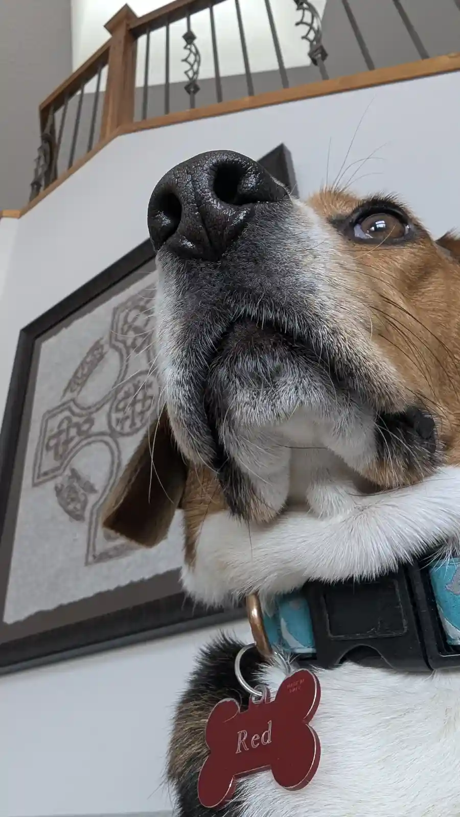The Nosey One