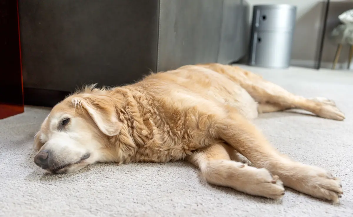 A golden retriever is lying on its side on a light-colored carpet, appearing deeply asleep with one eye slightly open. Its…