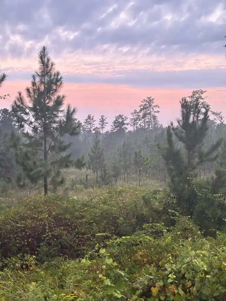 A serene landscape photo of a pine forest at dawn or dusk, with soft pink and purple clouds in the sky and misty green trees…