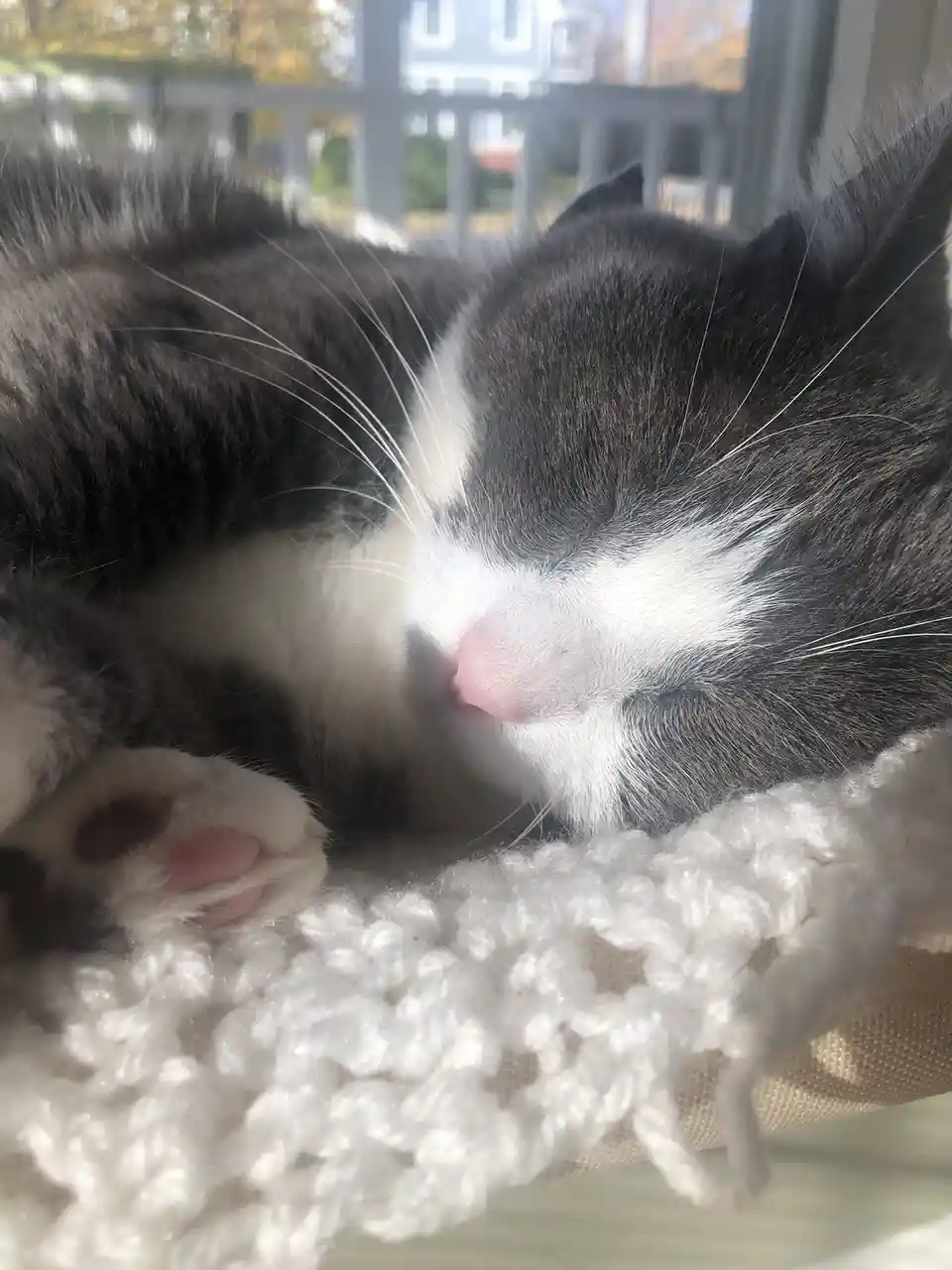 A close-up photo shows a gray and white cat sleeping peacefully with its eyes closed, nestled on a white knitted blanket…