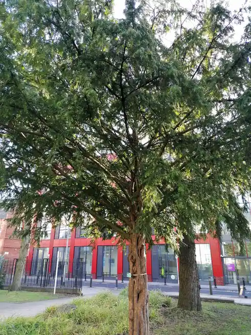 A large, leafy tree with a gnarled, twisted trunk stands in front of a modern red and glass building. The tree's branches…