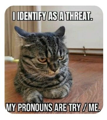 A tabby cat with a grumpy, unimpressed expression sits on a wooden floor. The text overlaid on the image reads 'I IDENTIFY…