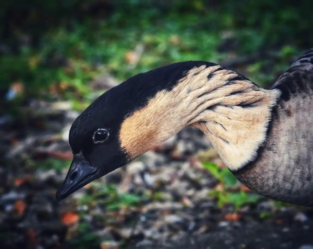 A close-up photograph of a bird, likely a netted goose, with a black head, tan neck, and grey body, looking sideways against…