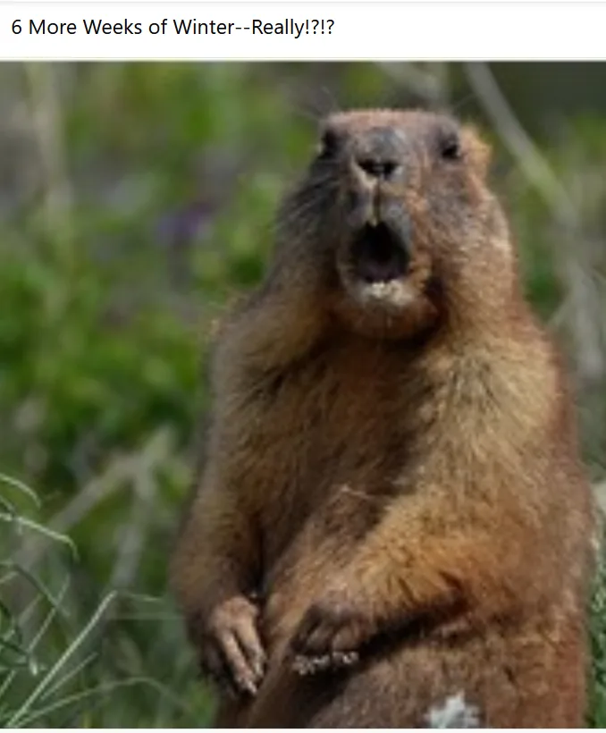 A close-up photo of a brown groundhog standing upright in green foliage, its mouth wide open in an expression of shock or…