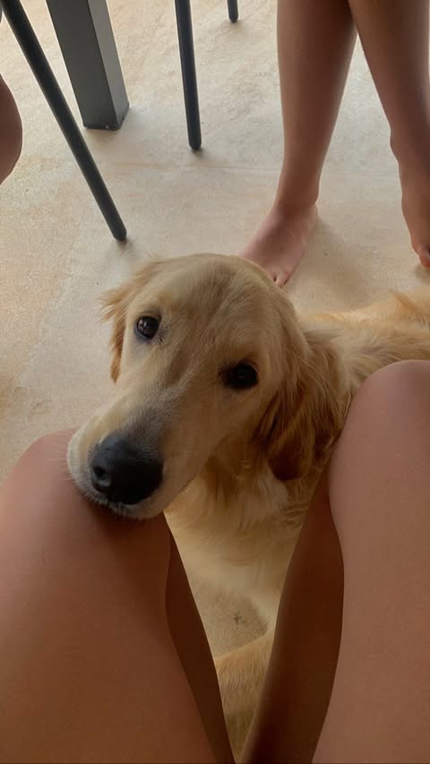 A golden retriever dog rests its head on a person's lap, looking up with a calm, slightly pleading expression. Bare human…