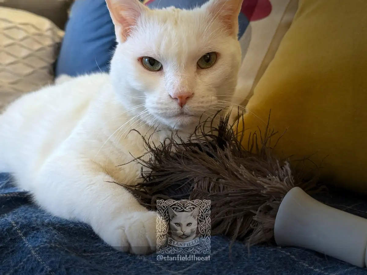 A white cat with green eyes lies on a blue blanket next to a feather toy, looking directly at the camera with a bored…