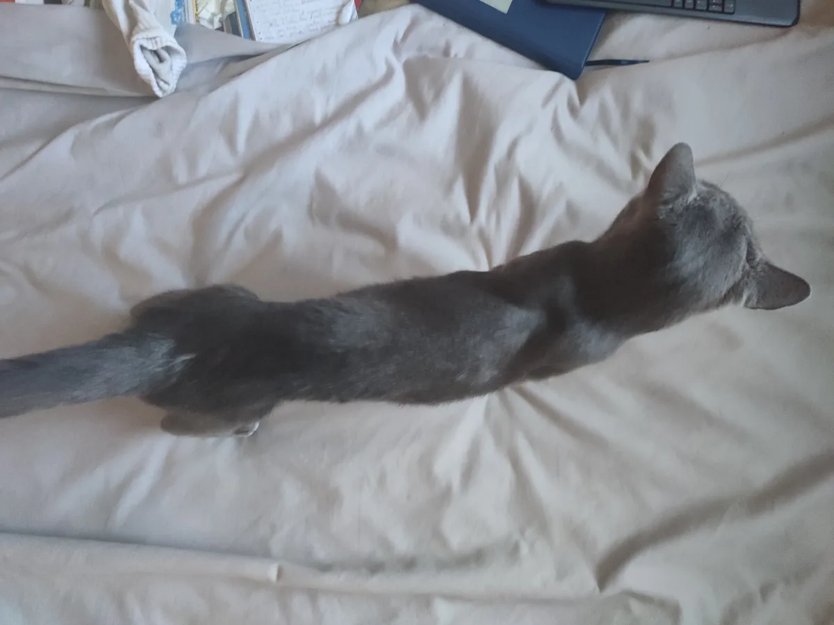 A gray cat is lying stretched out on a rumpled white bedsheet, viewed from above. In the background, a laptop, notebook, and…