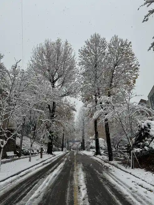 A snowy street lined with trees heavily coated in snow, with a yellow center line visible on the partially cleared road. The…