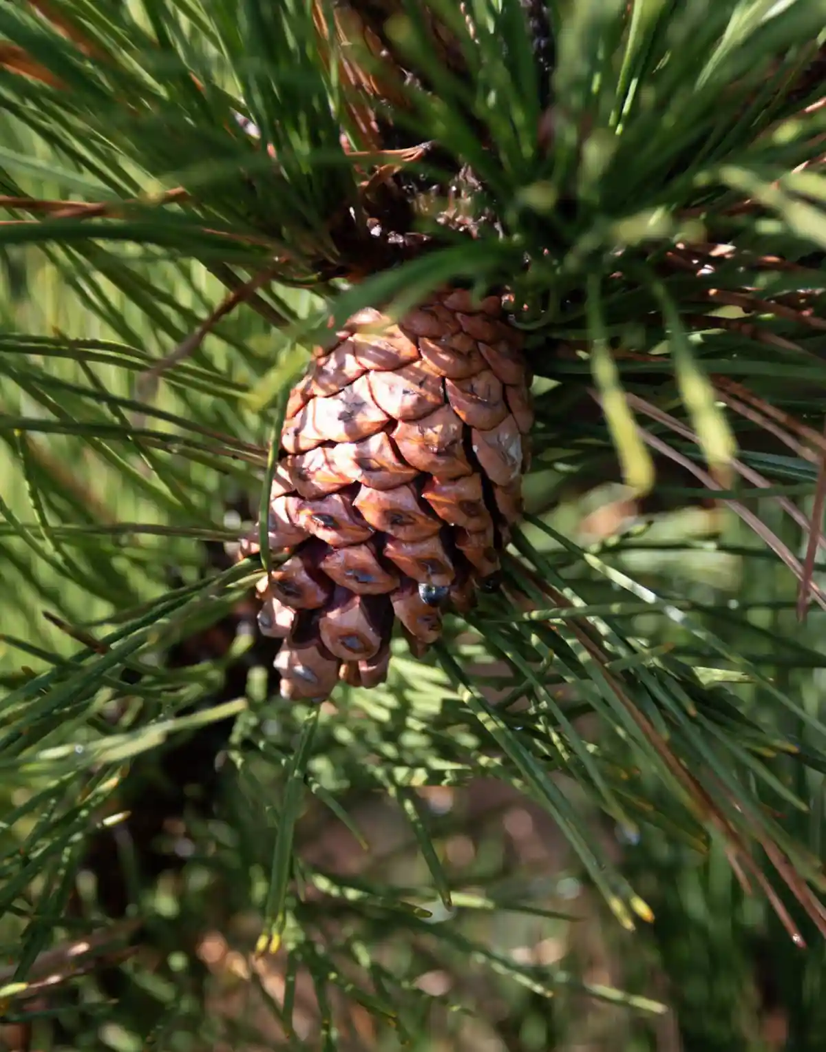 A close-up photograph shows a brown pine cone nestled among vibrant green pine needles, with sunlight highlighting its…