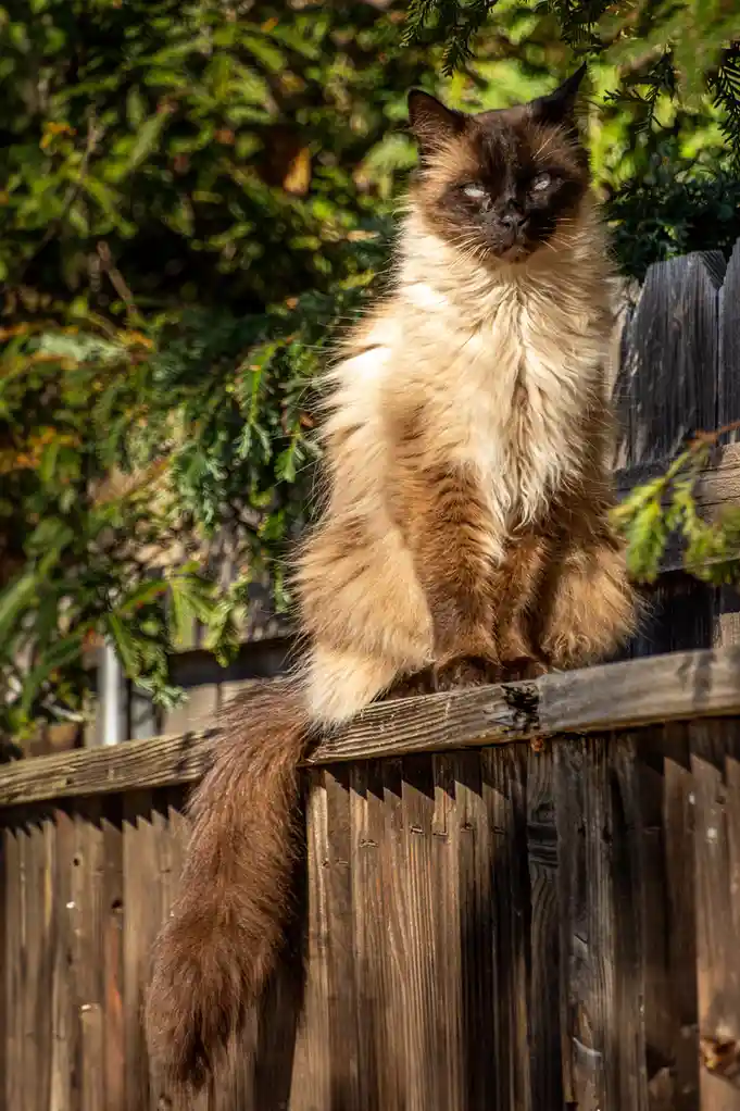 A fluffy, long-haired cat with dark points and light-colored fur sits regally atop a weathered wooden fence, surrounded by…