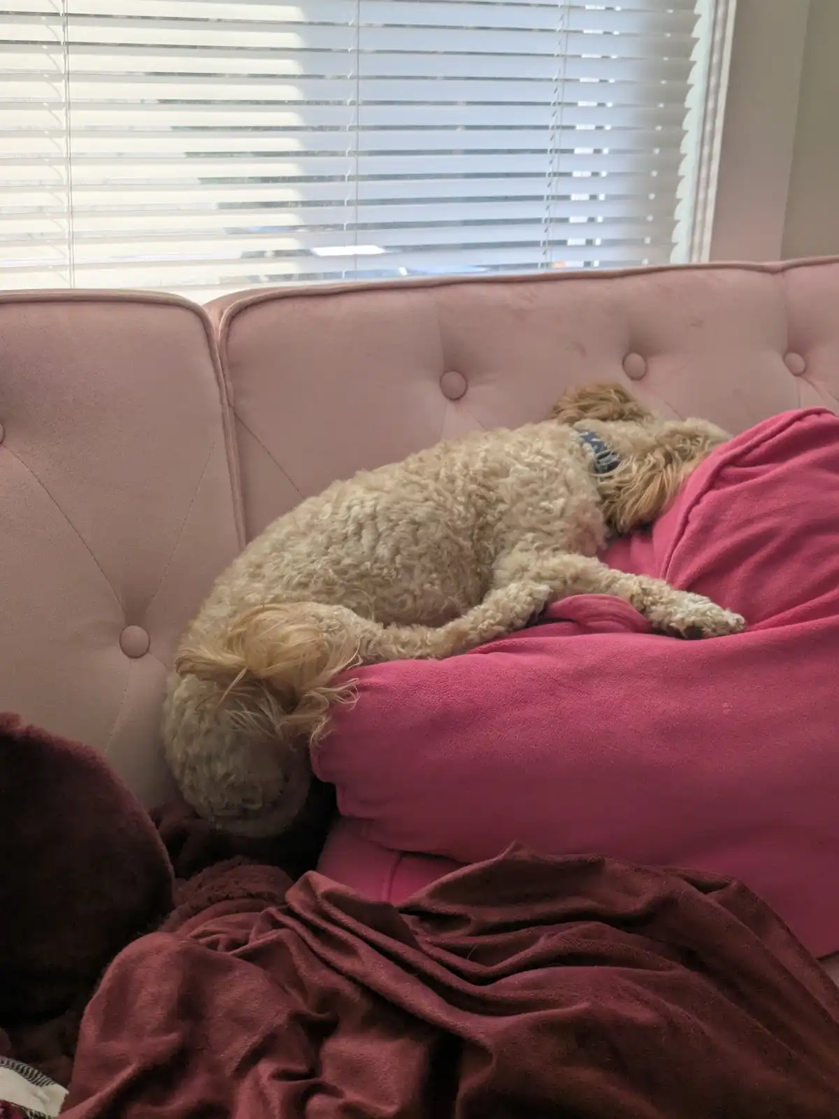 Check out my dog's hilariously unique sleeping position!
