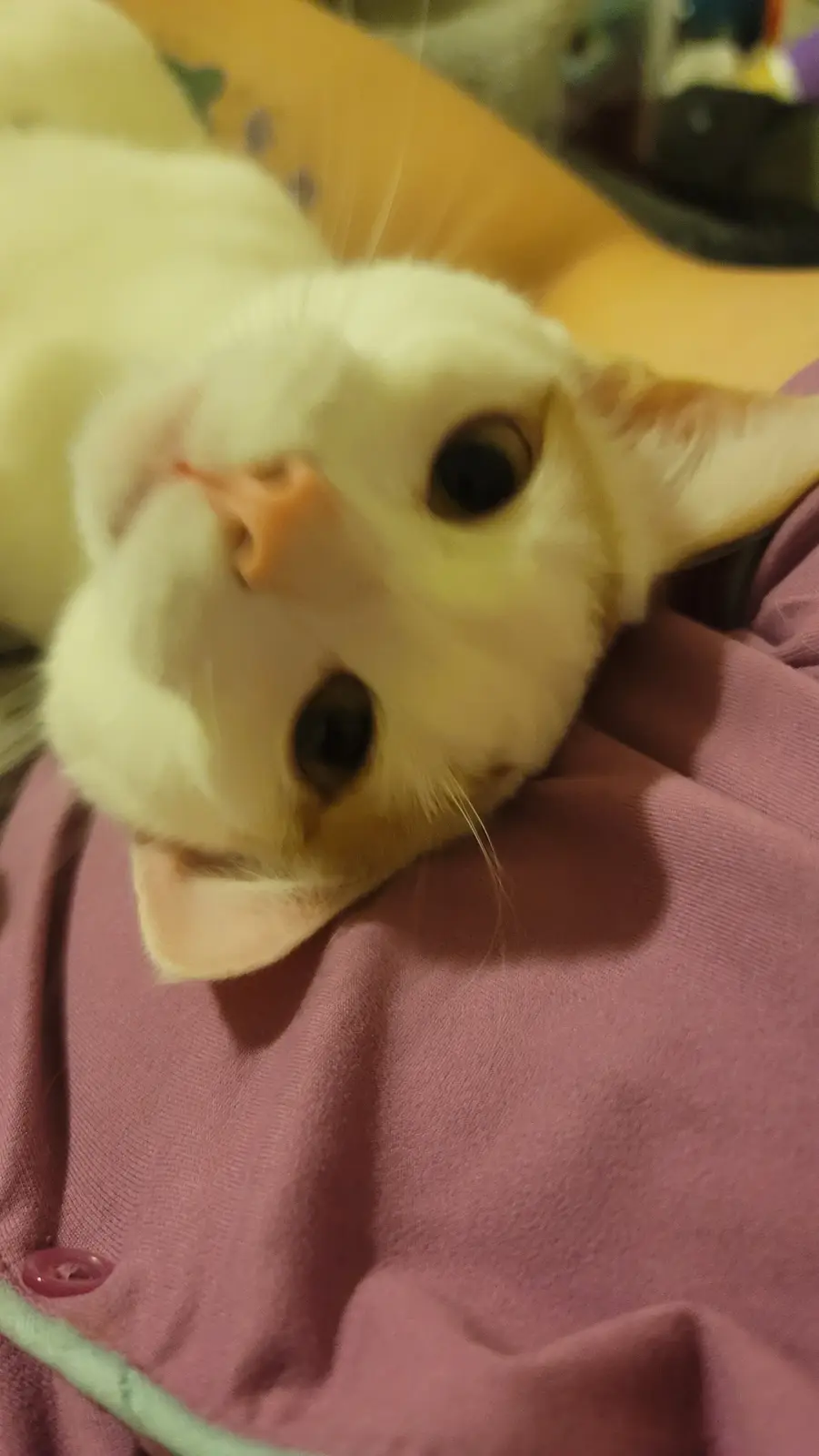 A close-up photo of a white cat lying on its back on a pink fabric surface, looking up with wide, innocent eyes. The cat's…