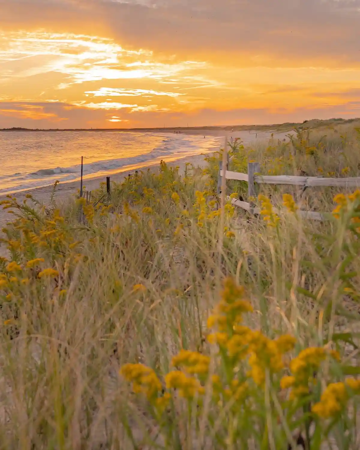 A serene beach sunset photo with golden-orange sky, waves, and dunes covered in yellow wildflowers and a wooden fence…