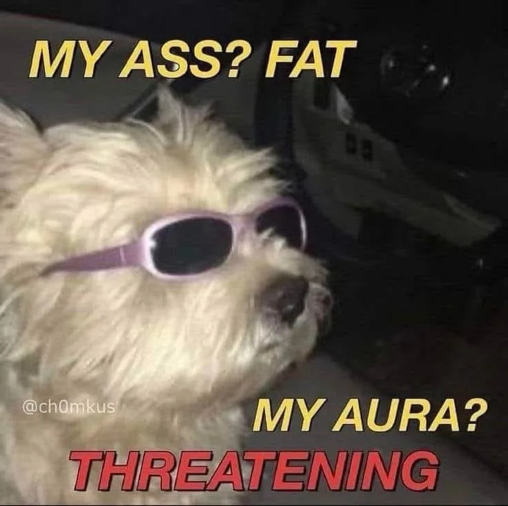 A small, fluffy, light-colored dog wearing purple sunglasses looks confidently to the side. Yellow text at the top reads 'MY…