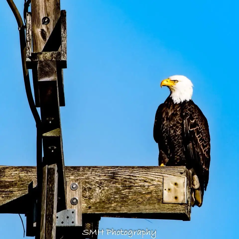 A bald eagle with a white head and dark brown body perches on a weathered wooden utility pole against a clear blue sky. The…