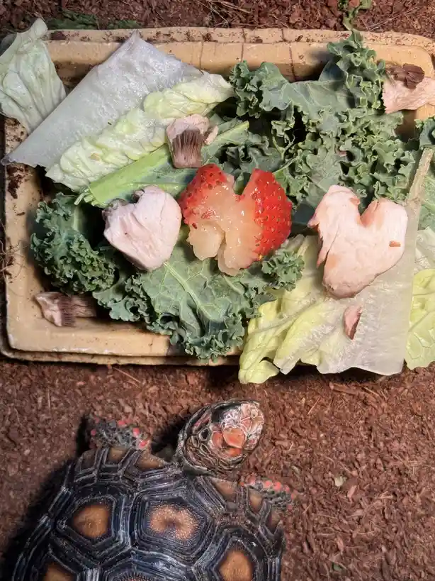 A red-footed tortoise looks up at a shallow dish filled with kale, lettuce, mushrooms, and a half-eaten strawberry. The…