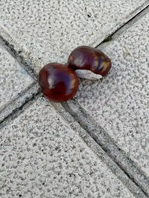 Two shiny, dark brown chestnuts rest on a speckled gray stone pavement. One chestnut has a noticeable white patch on its…