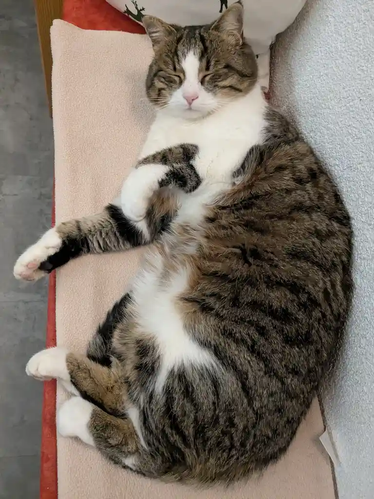 A fluffy tabby and white cat is curled up sleeping on a pink blanket, one paw resting on its chest, eyes closed in…