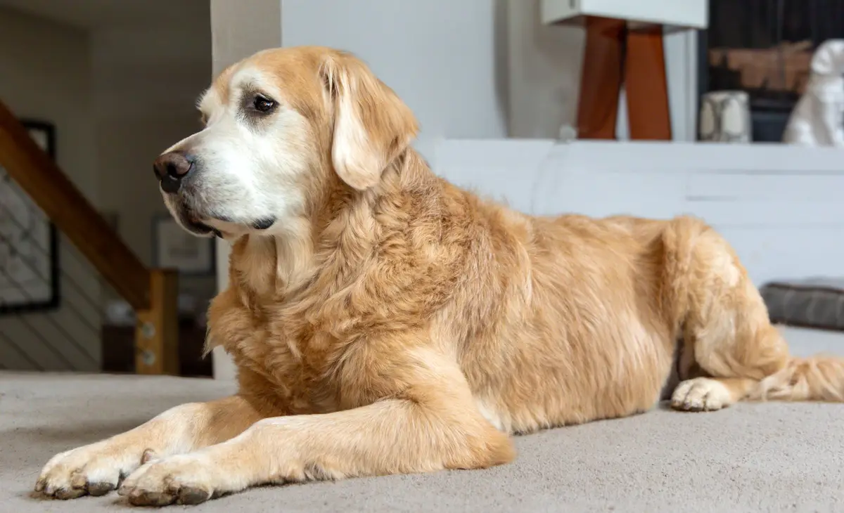 A golden retriever with a calm, slightly weary expression lies on a carpeted floor indoors, looking off to the side. The dog…